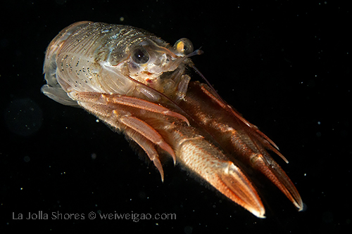 A swimming tuna crab.