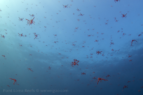 Tuna crab gathering at Point Loma.