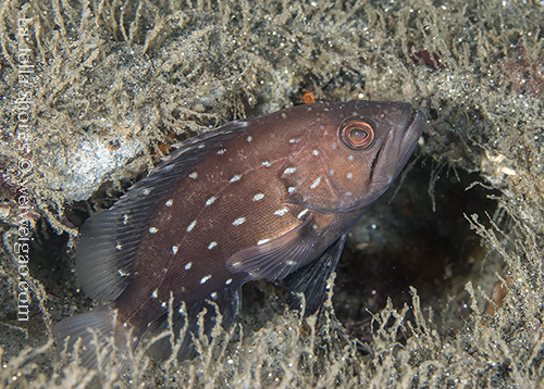 The SS Group at the Engine Block