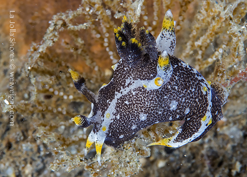 A Hedgpeth's Dorid (Polycera hedgpeth)i