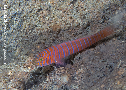 A zebra goby