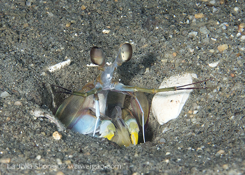 A Mantis Shrimp (Hemisquilla californiensis)