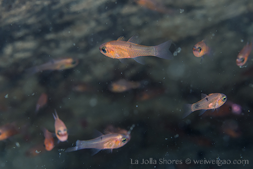 A large group of cardinal fish at the canyon