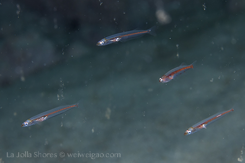 A small group of fish larva traveling together