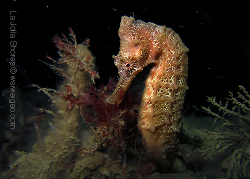 A cool seahorse encounter