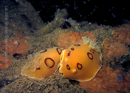 A mating pair of San Diego dorids on the canyon