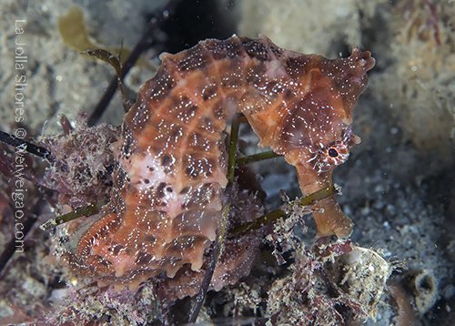 A sea horse at the shores