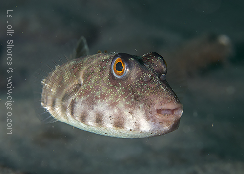 A longnose pufferfish at the shores