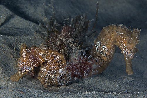 A pair of seahorses on sandy flat at the shores