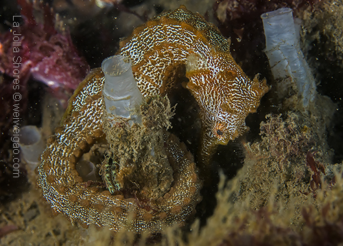 A seahorse curled up tight at the shores