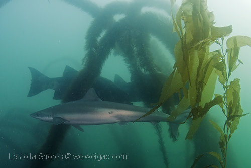 A pair of giant sea bass and a tope shark