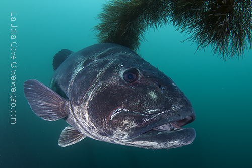 I spent most of the dive with this giant seabass