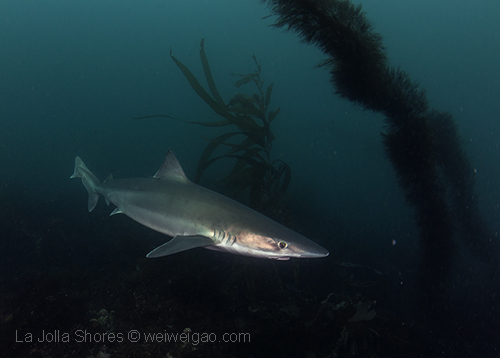 A tope shark swam by
