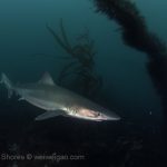 A tope shark at La Jolla Cove