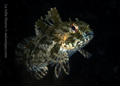 A swimming juvenile cabzon at the V point