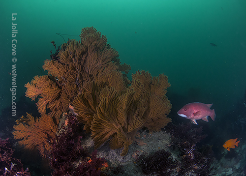 Reef at La Jolla Cove