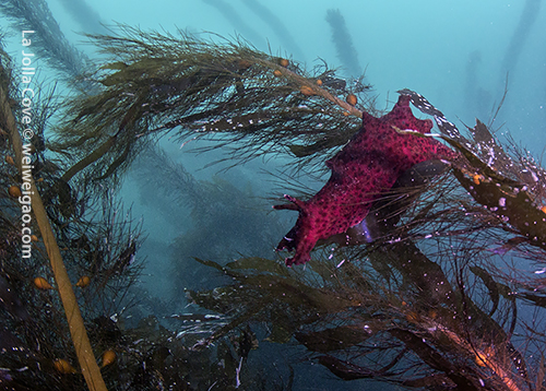 A sea hare on boa kelp