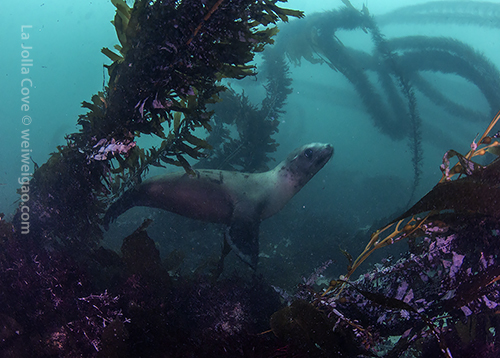 A young sea lion dove down in front me