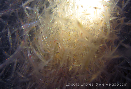 A lot of krill in this dive