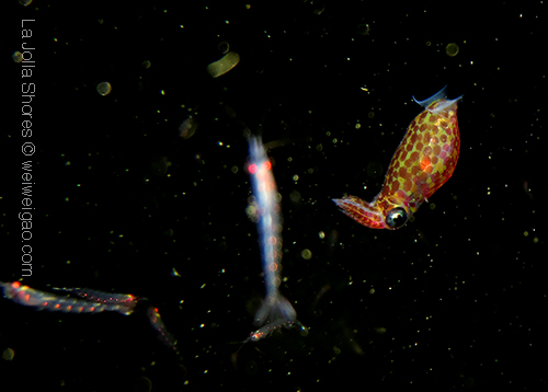 A baby squid encounter