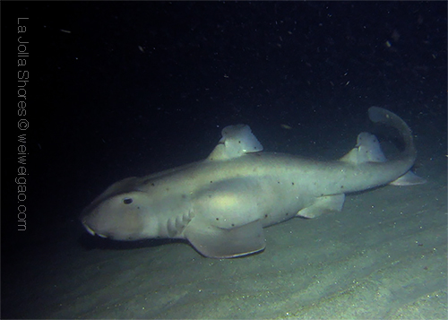 A pregnant horn shark