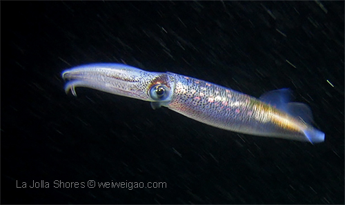 A market squid at the shores