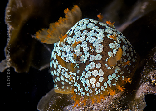 A spotted triopha at the shores.