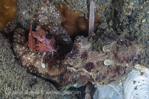 One octupus eating tuna crab