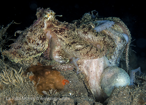 One octopus grabbed another octopus with a dead octopus
