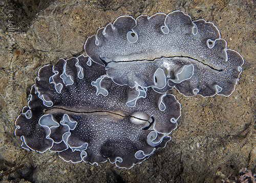 A pair of flat worms at the v point.