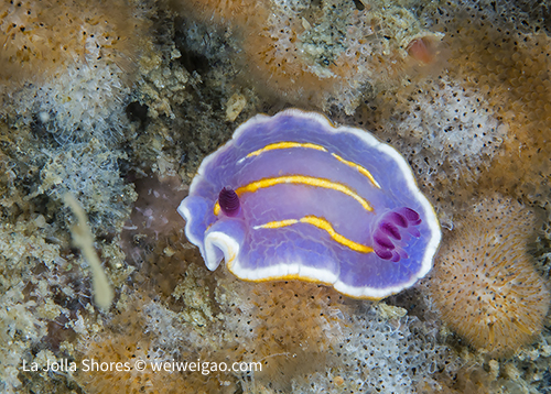 A McFarland with one rhinophore.