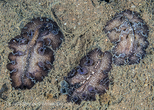 The black flat worms are also out at full force