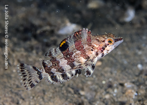 A juvenile greenling at the shores