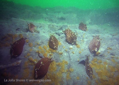 Sea hares marching toward the shore