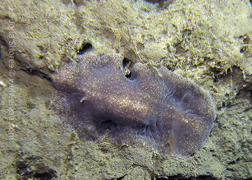 A strange worm at the shores.