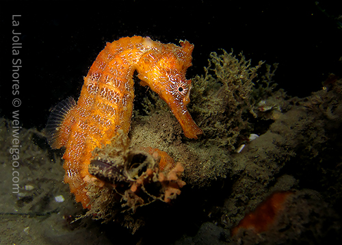 A sea horse at the shores
