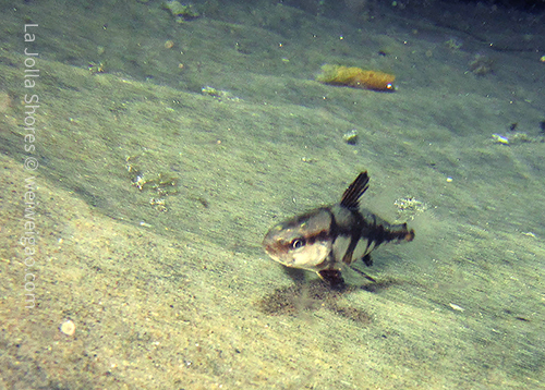 A cool fish we encountered but could not identify