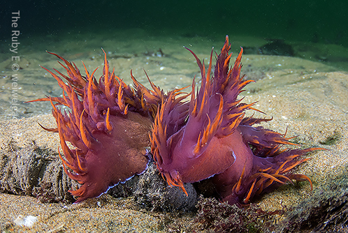 A mating pair of Dendronouts iris at the Ruby E.
