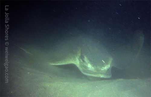 A large bat ray foraging the sand for food.