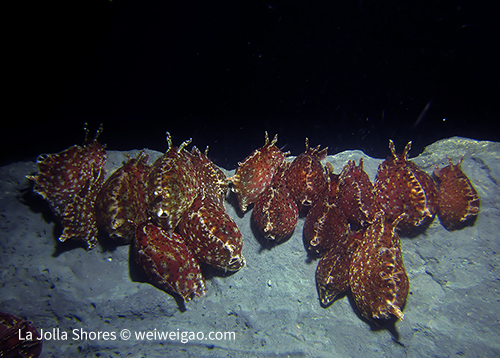 Sea hares bundled up on the canyon wall