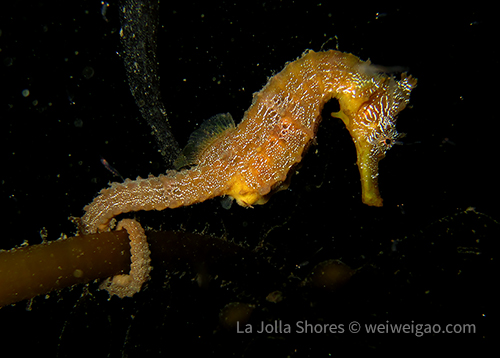 The sea horse is still hanging around