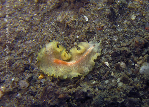 My first time of seeing a yellow-green worm