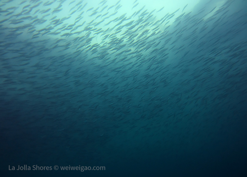 I dropped down right into a big bait ball