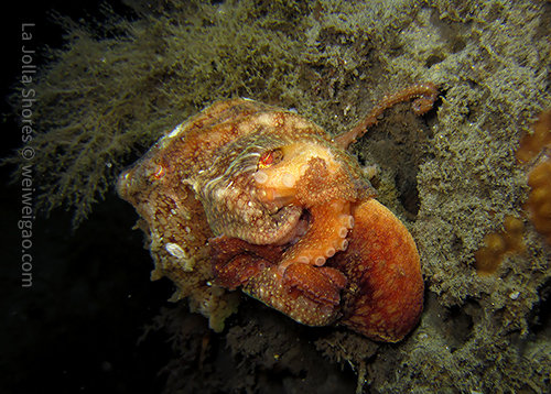 Two octopuses clinched together, mating(?)