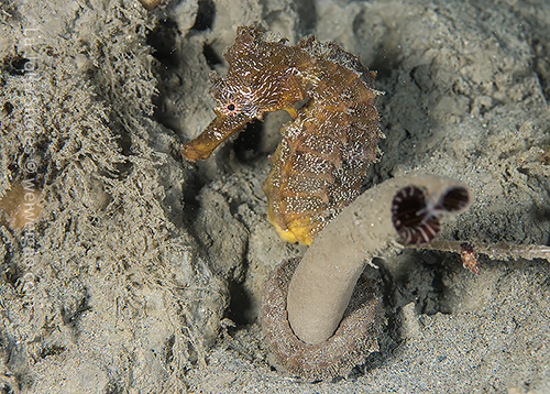 A sea horse at the shores