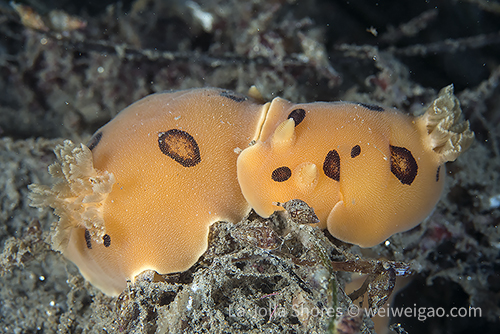 A pair of San Diego dorids at the canyon