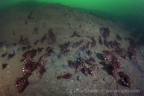 Sea hare marching at the shores