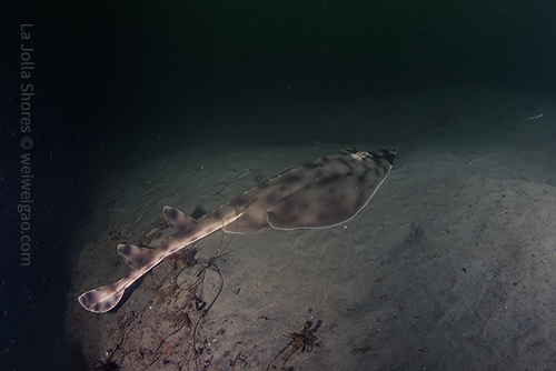 A guitarfish on the canyon wall