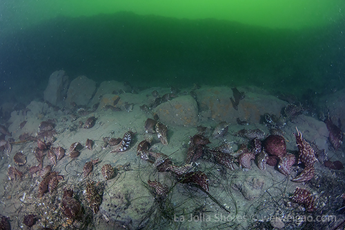 Sea hare gathering at the shores
