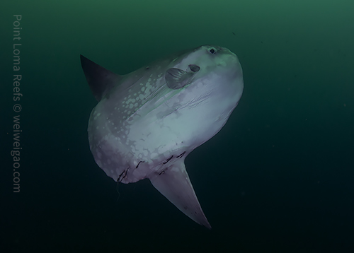 I came across this mola mola in my second dive